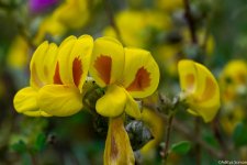 DSC_5669.jpg
