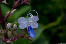 DSC_5640.jpg