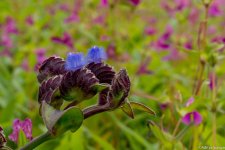 DSC_5603.jpg