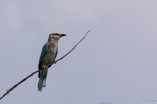 DSC_6083.jpg