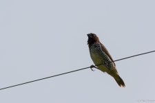 DSC_6027.jpg