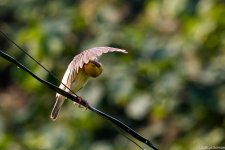 DSC_5993.jpg