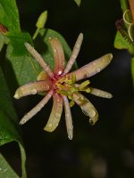 Passiflora2.jpg