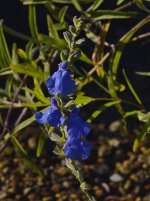Salvia2.jpg