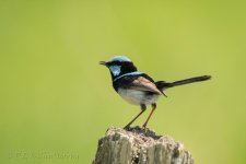 15B_8167.jpg