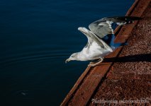 DSC_2077.jpg