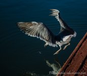 DSC_2080.jpg