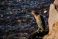 DSC_2247.jpg