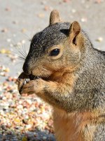 Squirrel2.jpg