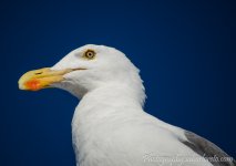DSC_2102.jpg