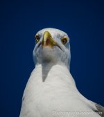 DSC_2103.jpg