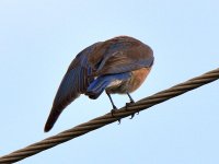 Bluebird3.jpg