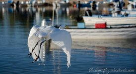 DSC_2091.jpg