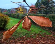 Leaves-3.jpg