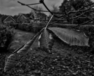 Leaves-BW.jpg