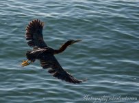 DSC_2234.jpg