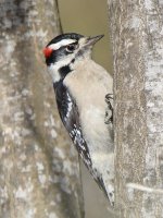 DowneyWoodpecker3.jpg
