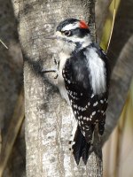 DowneyWoodpecker5.jpg