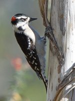 DowneyWoodpecker6.jpg