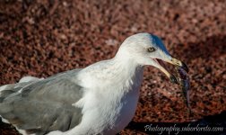 DSC_2073.jpg