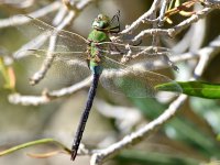 Dragonfly2.jpg