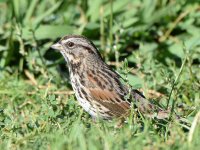 SongSparrow2.jpg