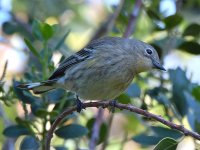 YellowRumpWarbler2.jpg
