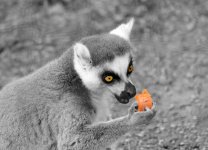 Ring-tailed Lemur 1 BW.jpg
