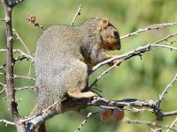 Squirrel.jpg