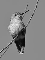 HummerBW.jpg