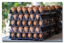 eggs1.jpg