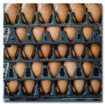eggs2.jpg