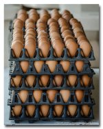 eggs3.jpg