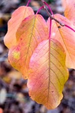 Leaves-1.jpg