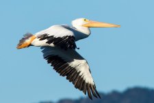 JellycansFlying-1.jpg
