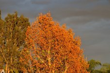 4th Nov 2015 007.JPG