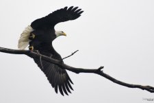 Eagle1a.jpg