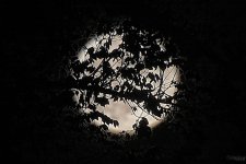 FullMoonFiltered.jpg