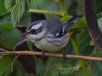 GrayWarbler.jpg