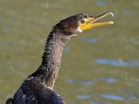 Cormorrant2.jpg