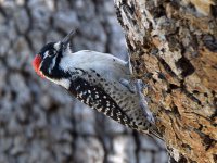 NuttalsWoodpecker.jpg