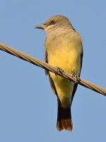KIngbird2.jpg