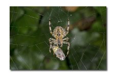 DSC_1267.jpg