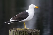 DSC_6944.jpg