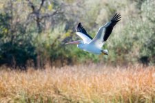 JellycansFlying-7.jpg