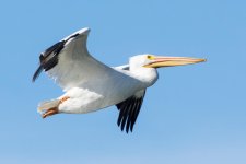 JellycansFlying-10.jpg