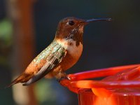 Hummer4.jpg