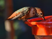 Hummer3.jpg