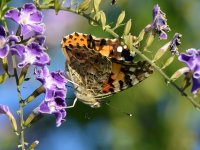 PaintedLady.jpg