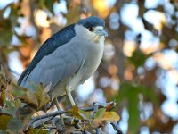 BlackHeron3.jpg